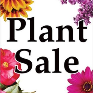 Plant, Cake and Cards sale